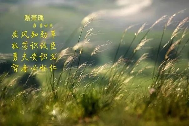 花花牛 | 疾風來臨，你是不是勁草？